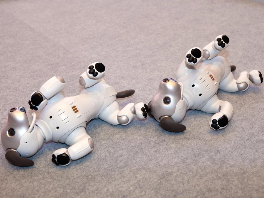 Two robot dogs lying on their backs.