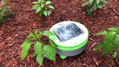 Robot drives on a red mulch soil next to green plants.