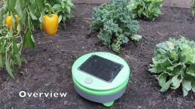 Small green robot drives on a garden next to a yellow pepper plant.