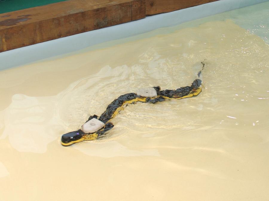 The black and yellow salamander robot swims in a shallow tub of water.