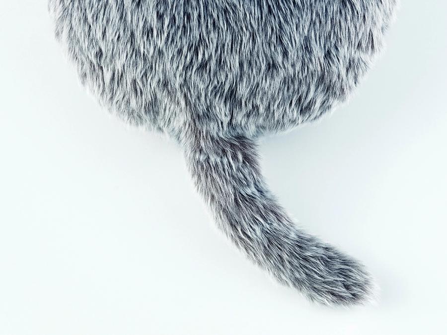 Close-up of a semi-circle and tail of the gray furry Qoobo.