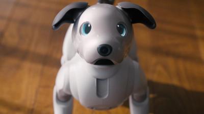 A robotic dog with a white plastic body and brown ears looks at the camera with puppy eyes.