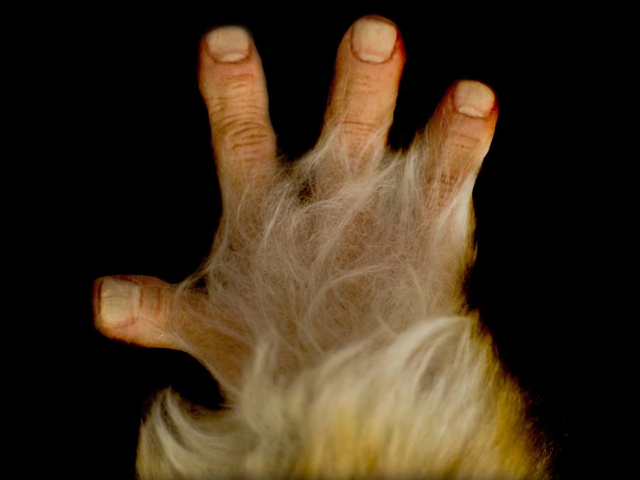 Close-up of the robot's human-like, but four fingered and furry hand.
