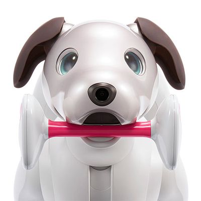 Aibo, a white robot dog with blue eyes and brown ears holds a pink and white bone toy in its mouth.