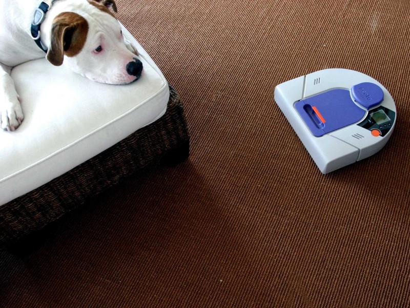 A dog on a couch stares at a robot vacuum below it on the carpet.