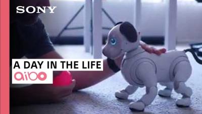 A small plastic white robotic dog with blue eyes and brown years stands in a carpeted room while a person pets it and shows it a red ball.