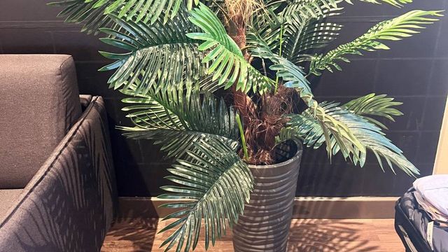 Palm plant in the CleanMyPlace office bringing greenery and calm to the room