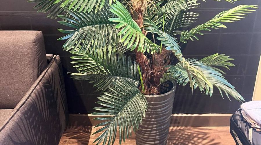 Palm plant in the CleanMyPlace office bringing greenery and calm to the room