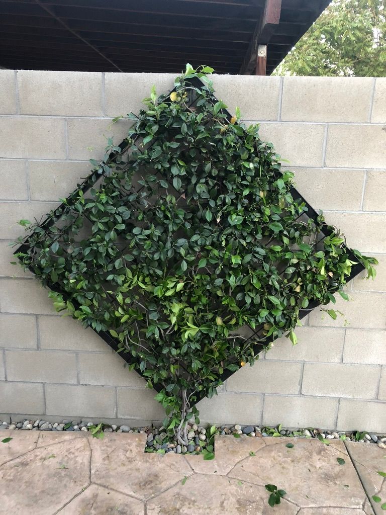 Custom black metal diamond trellis frame installed as decorative living wall feature with climbing plants