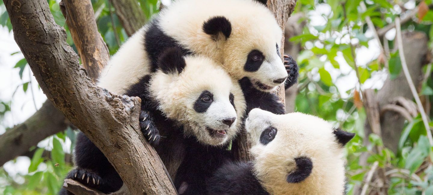 WWF Verdens naturfond