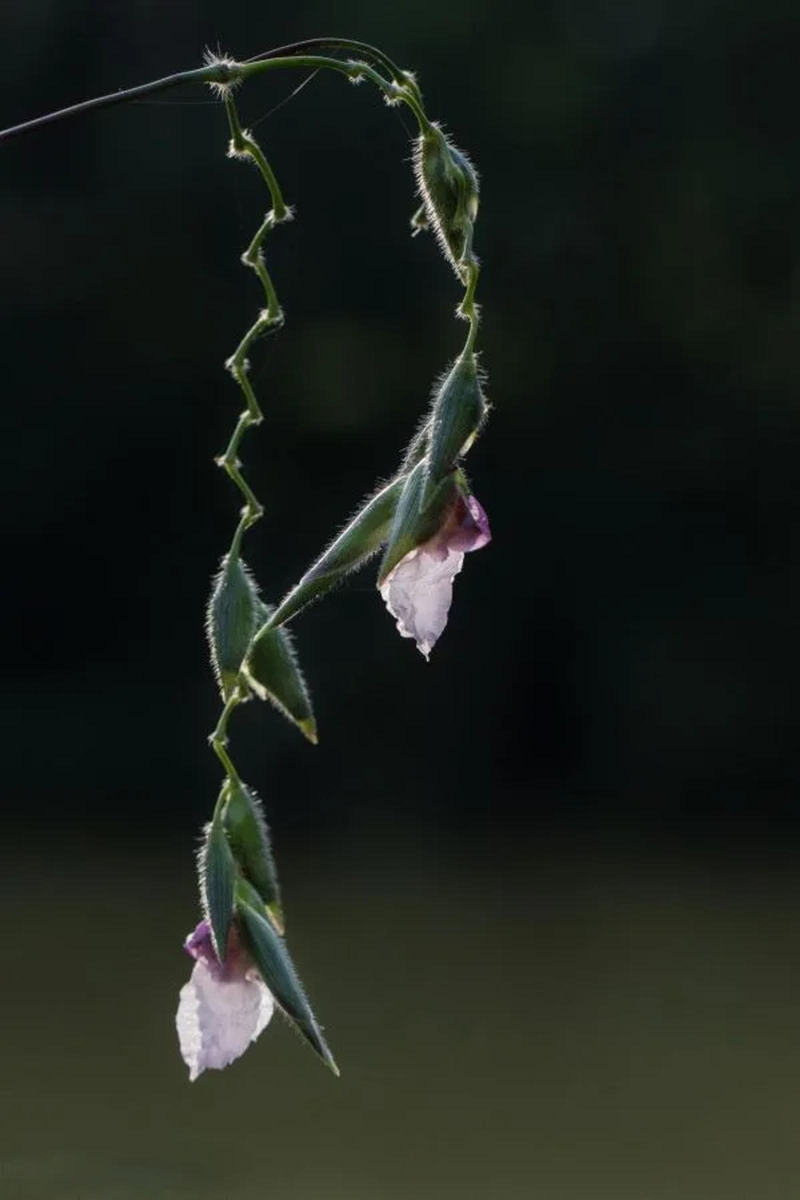 FPF Challenge N°5 Fleurs — photographie 2 (GPPR)