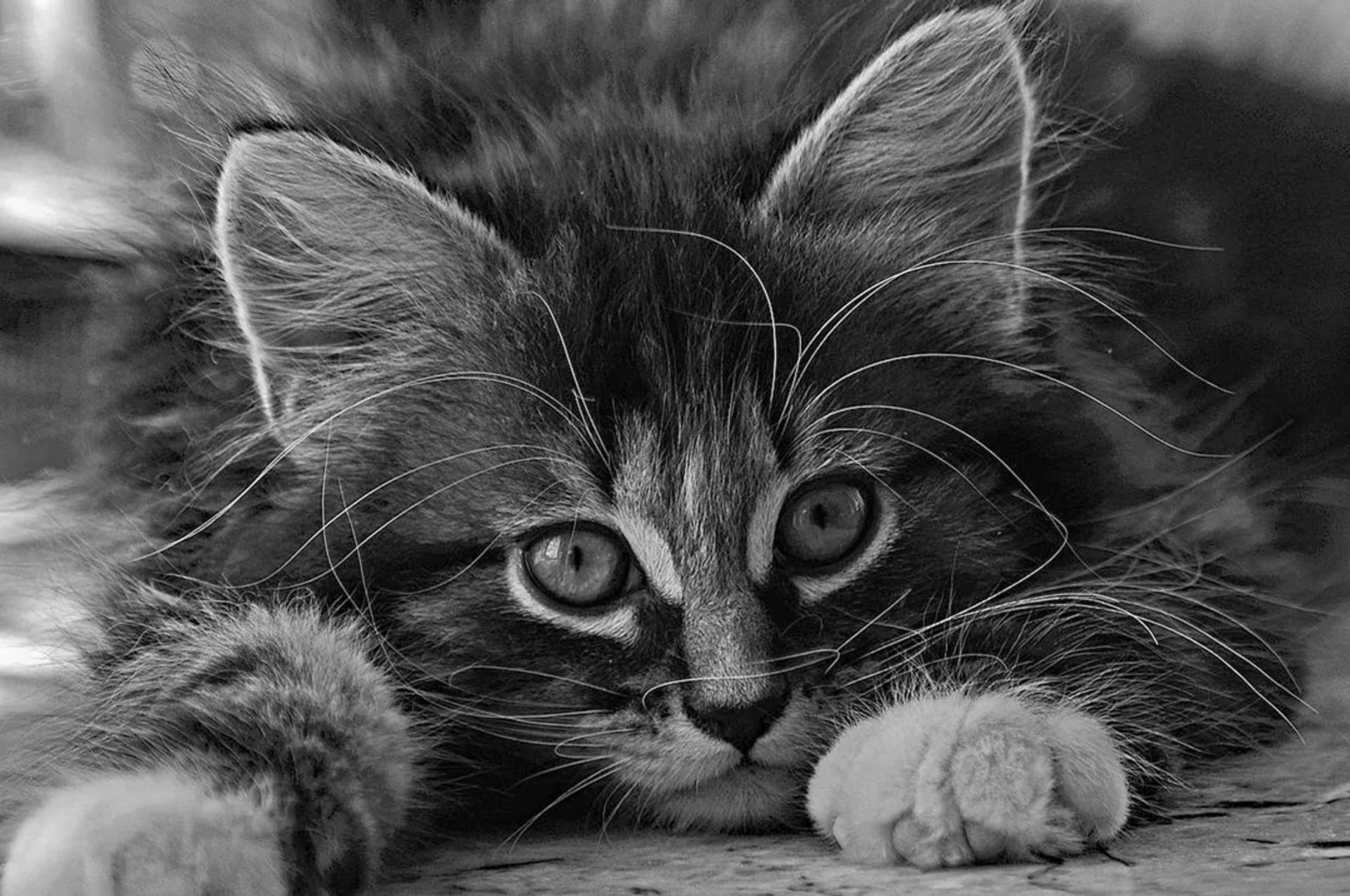 Photographie de Jean-Claude Fortor (9)