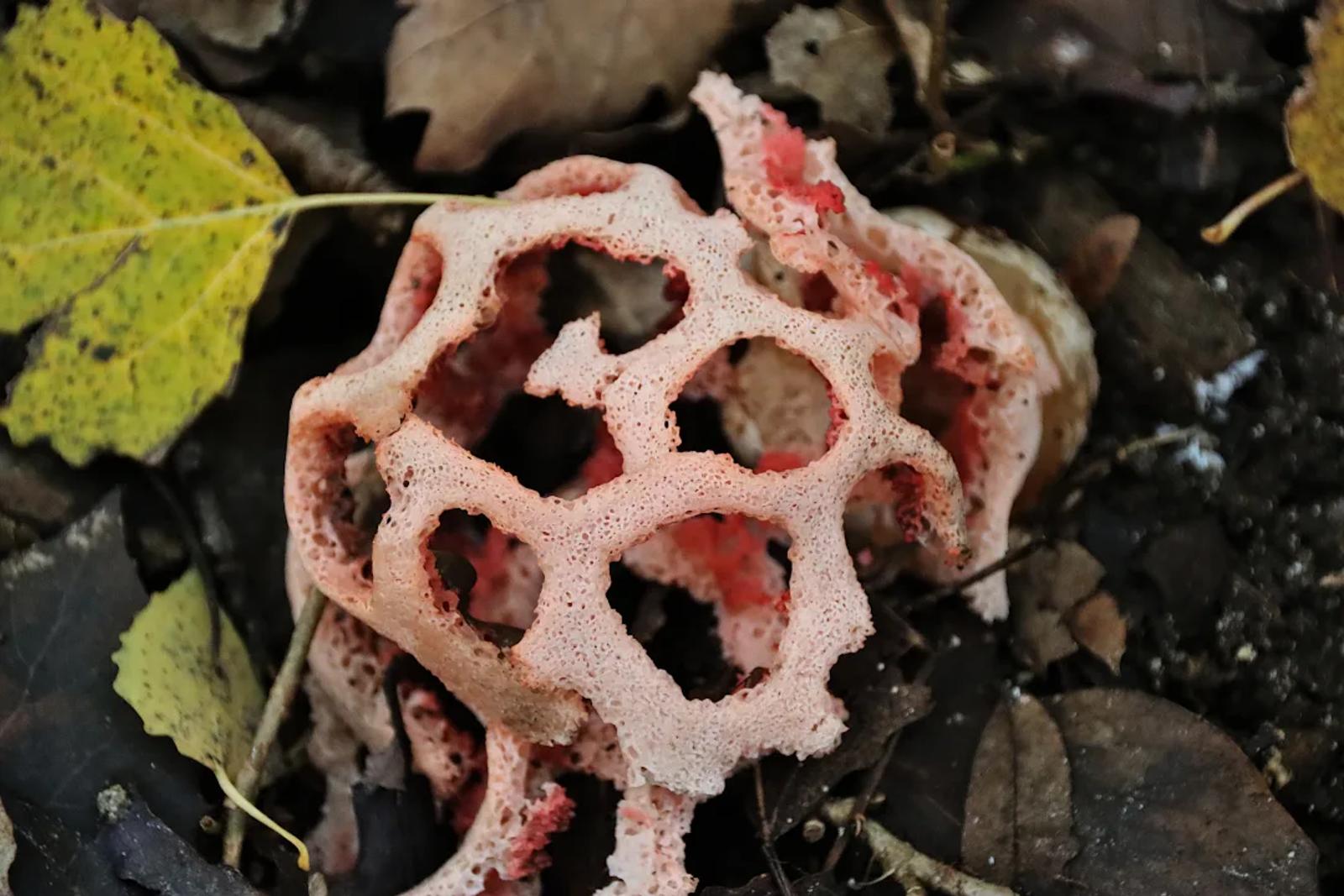 Défi N° 1 "Champignons" — photographie 54 (GPPR)