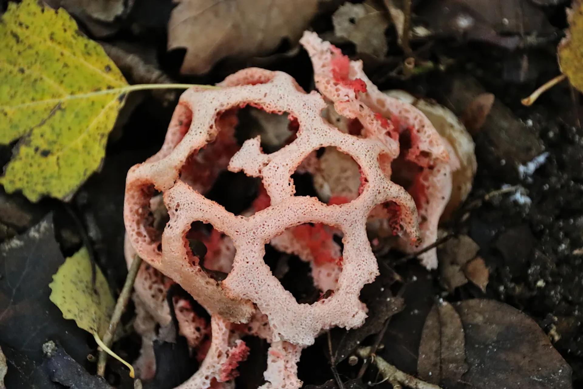 Défi N° 1 "Champignons" — photographie 54 (GPPR)