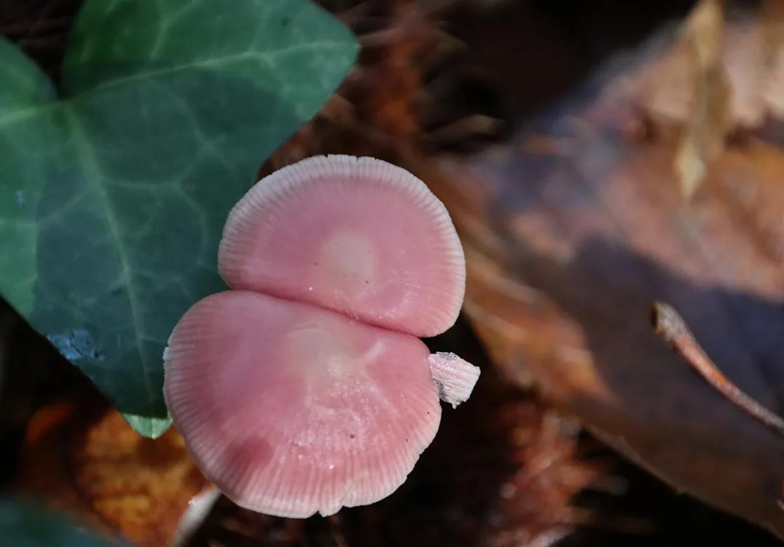 Défi N° 1 "Champignons" — photographie 51 (GPPR)