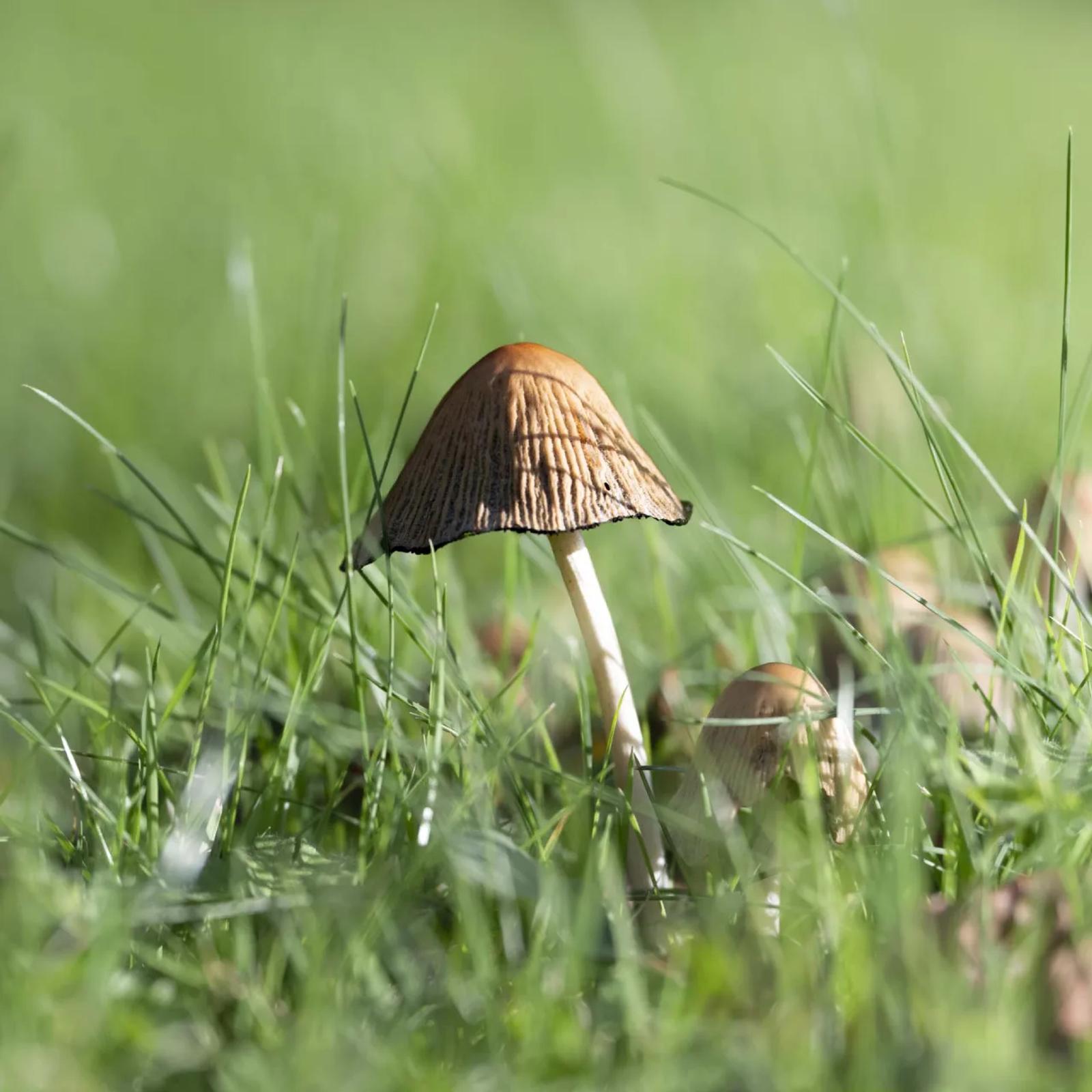Défi N° 1 "Champignons" — photographie 12 (GPPR)