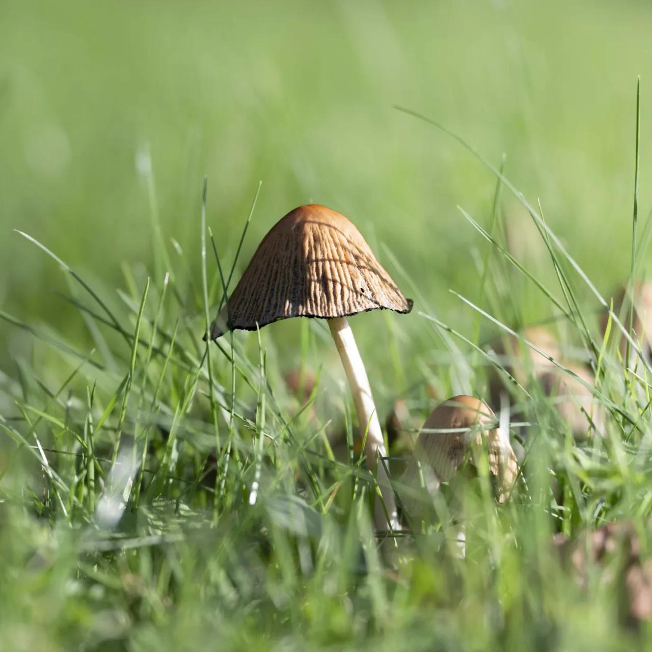 Défi N° 1 "Champignons" — photographie 12 (GPPR)