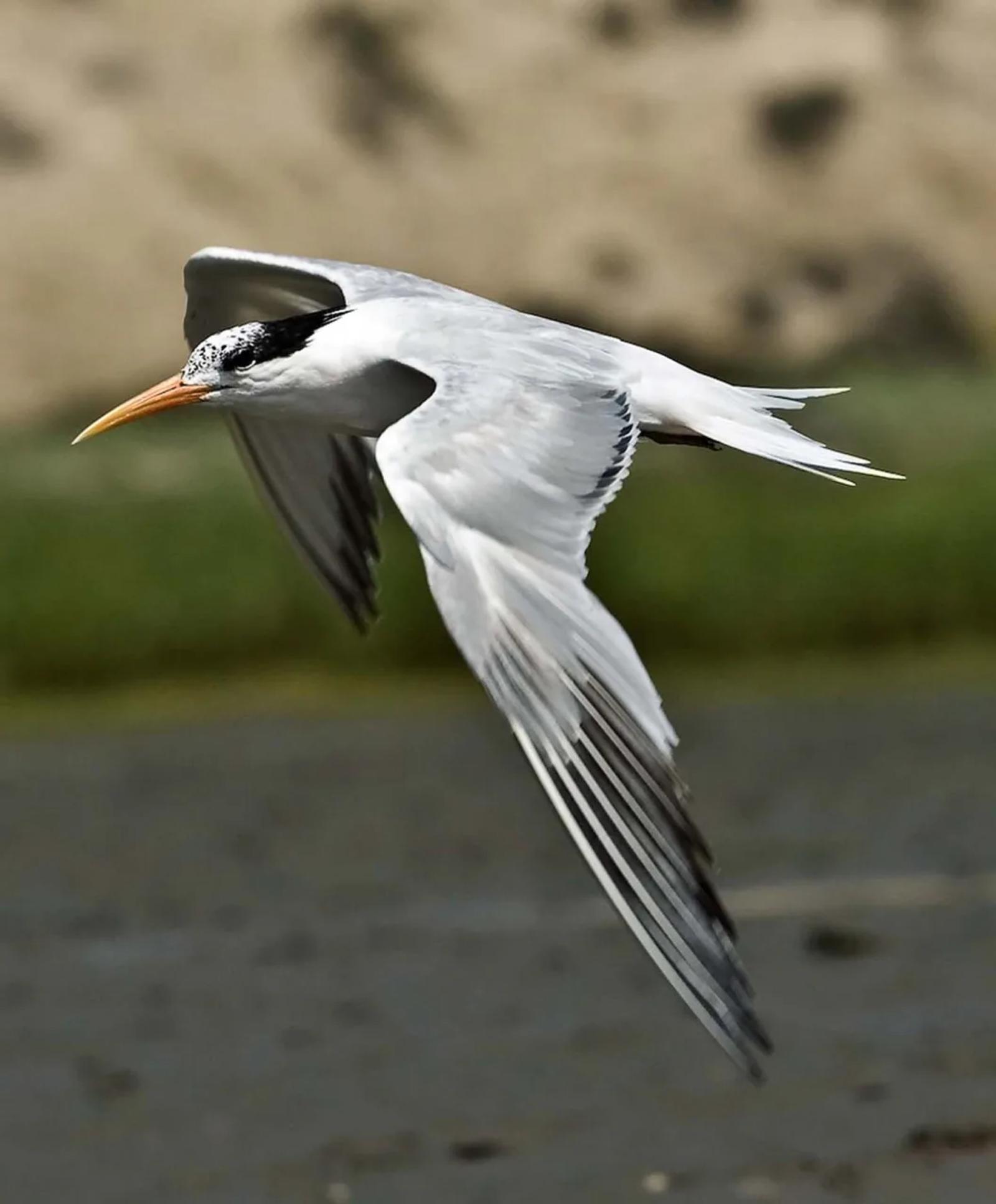 Photographie de Jean-Claude Fortor (3)