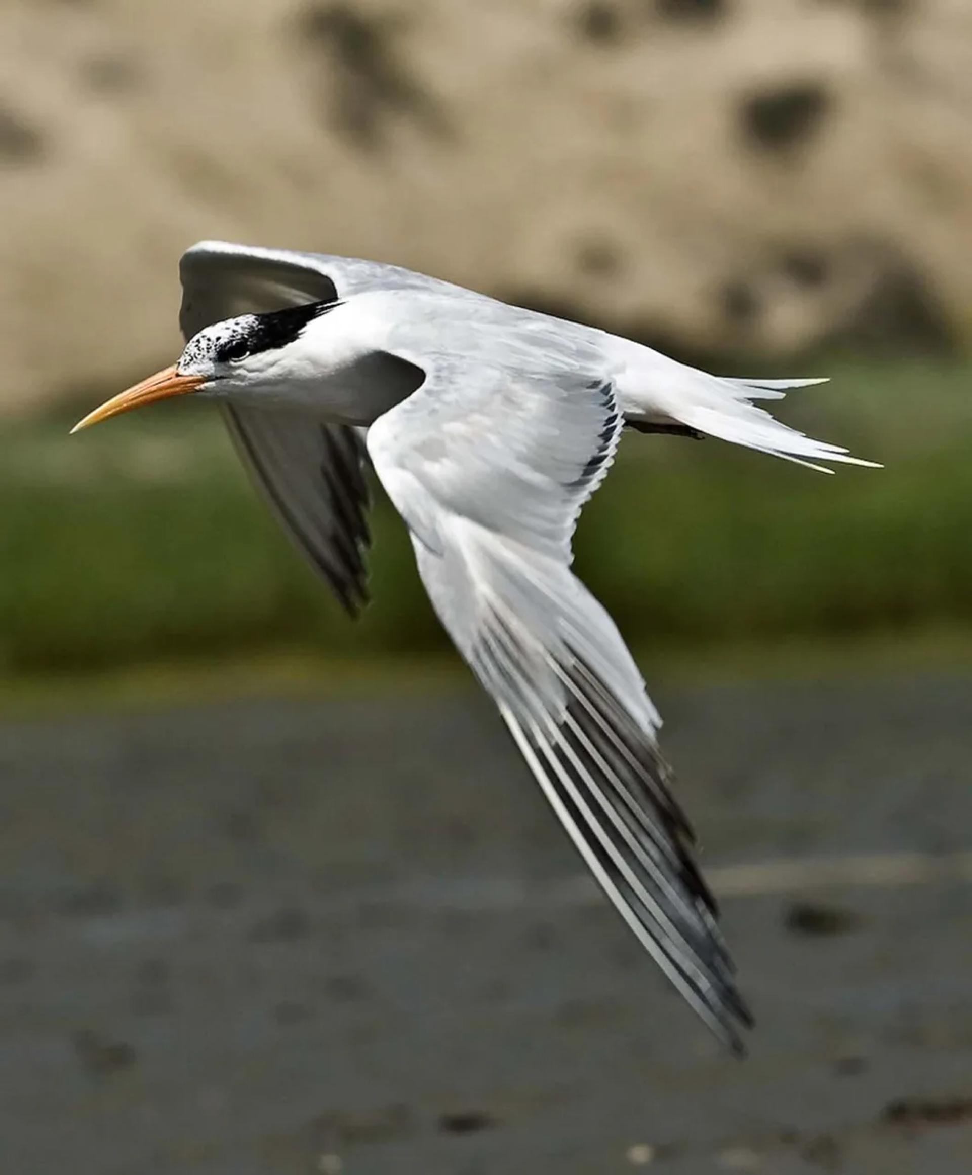 Photographie de Jean-Claude Fortor (3)