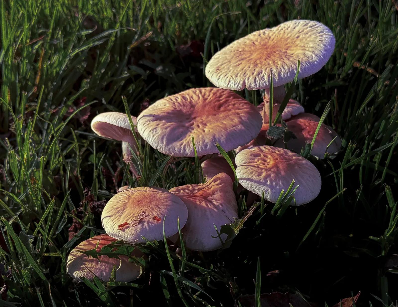Défi N° 1 "Champignons" — photographie 11 (GPPR)