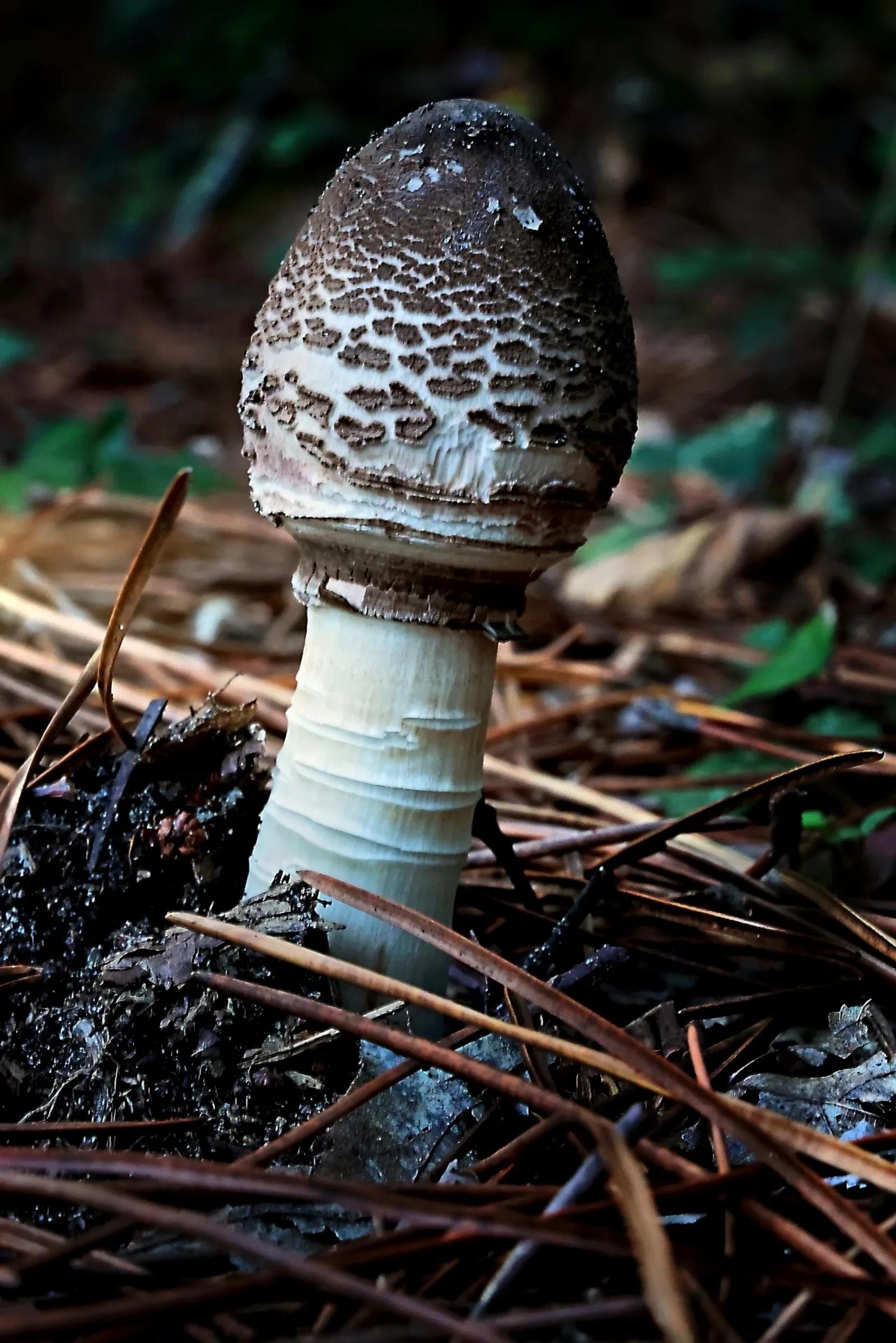 Défi N° 1 "Champignons" — photographie 28 (GPPR)