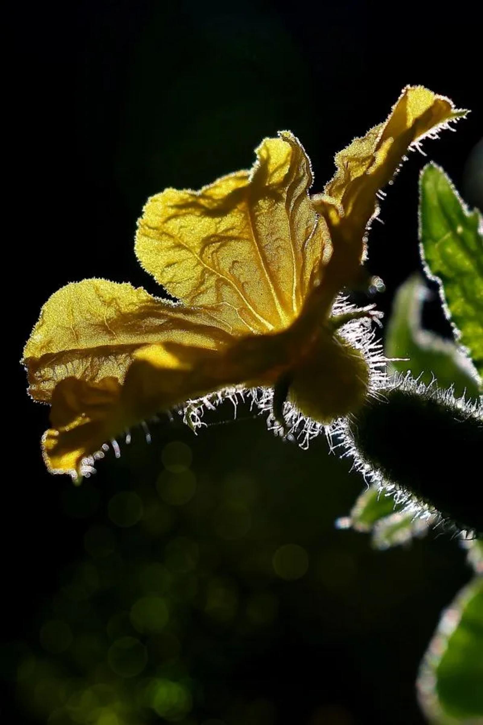FPF Challenge N°5 Fleurs — photographie 3 (GPPR)