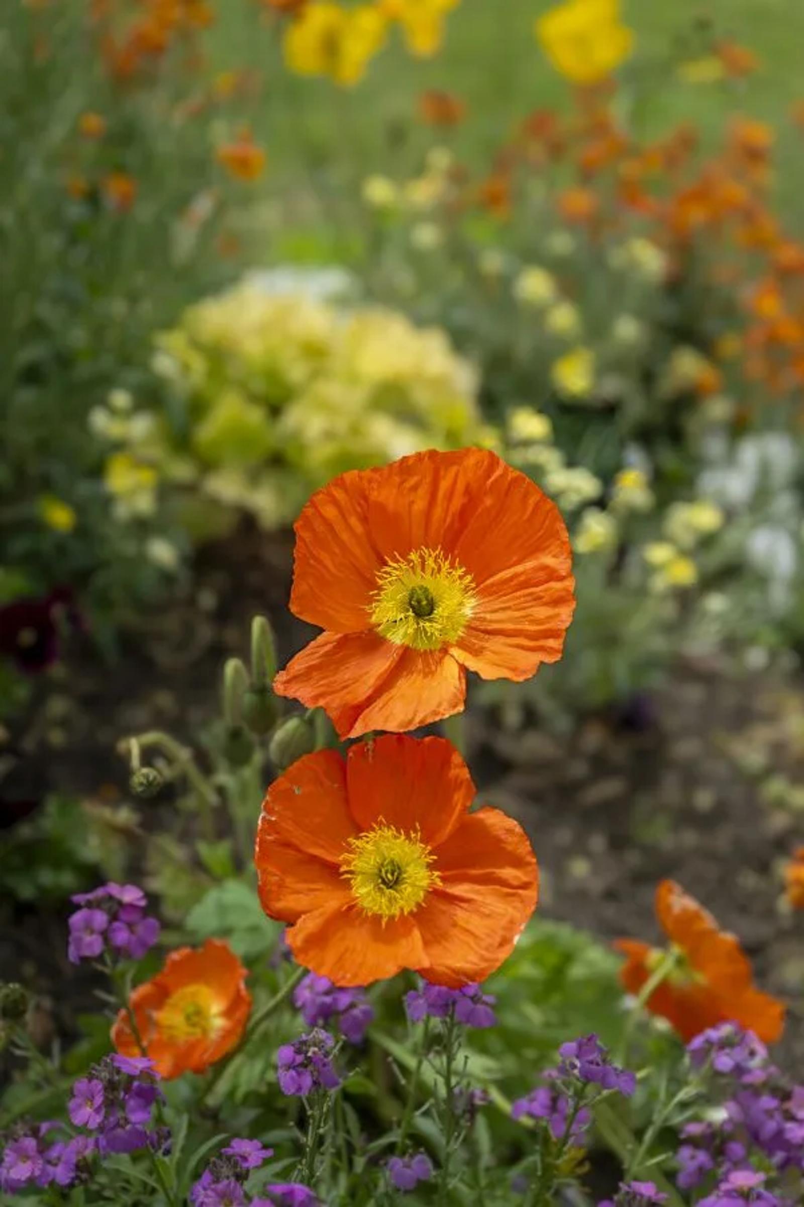 FPF Challenge N°5 Fleurs — photographie 4 (GPPR)