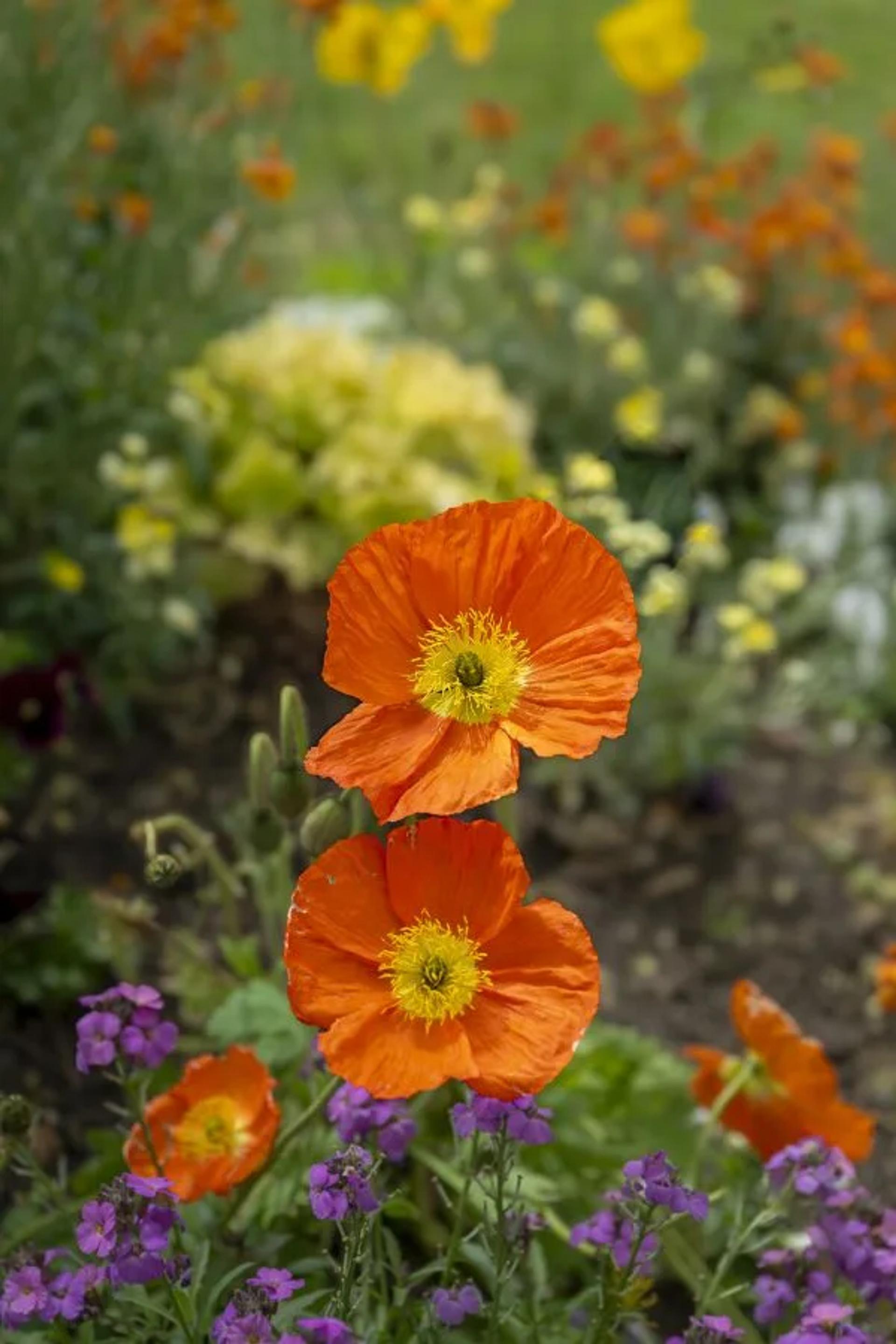 FPF Challenge N°5 Fleurs — photographie 4 (GPPR)