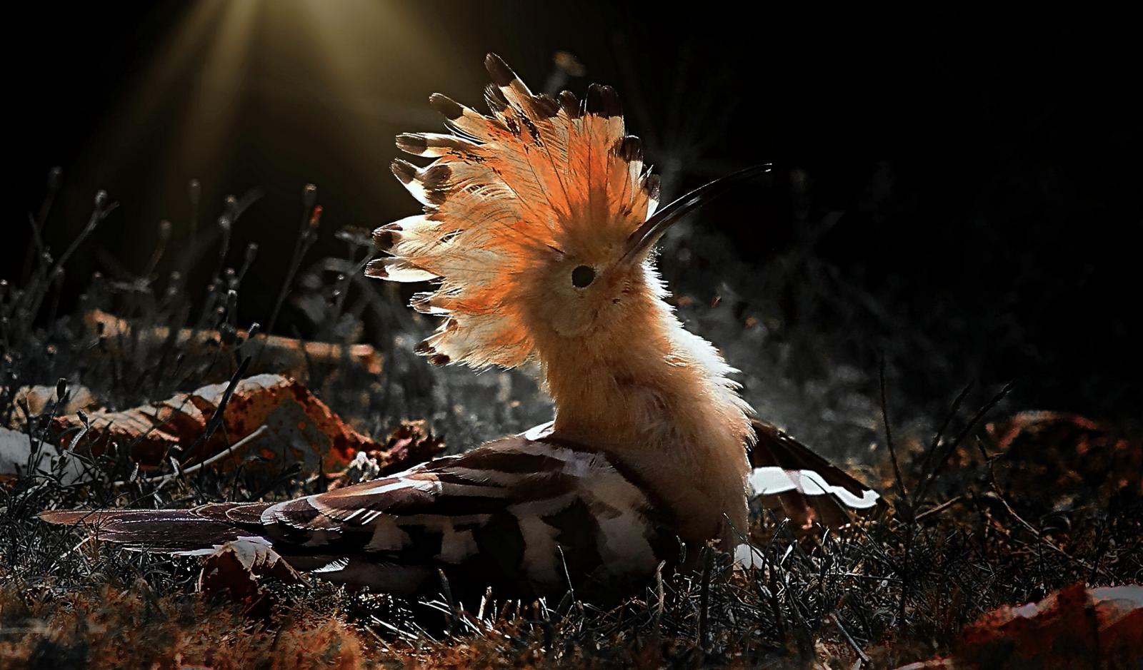 Photographie de Philippe Lombarde