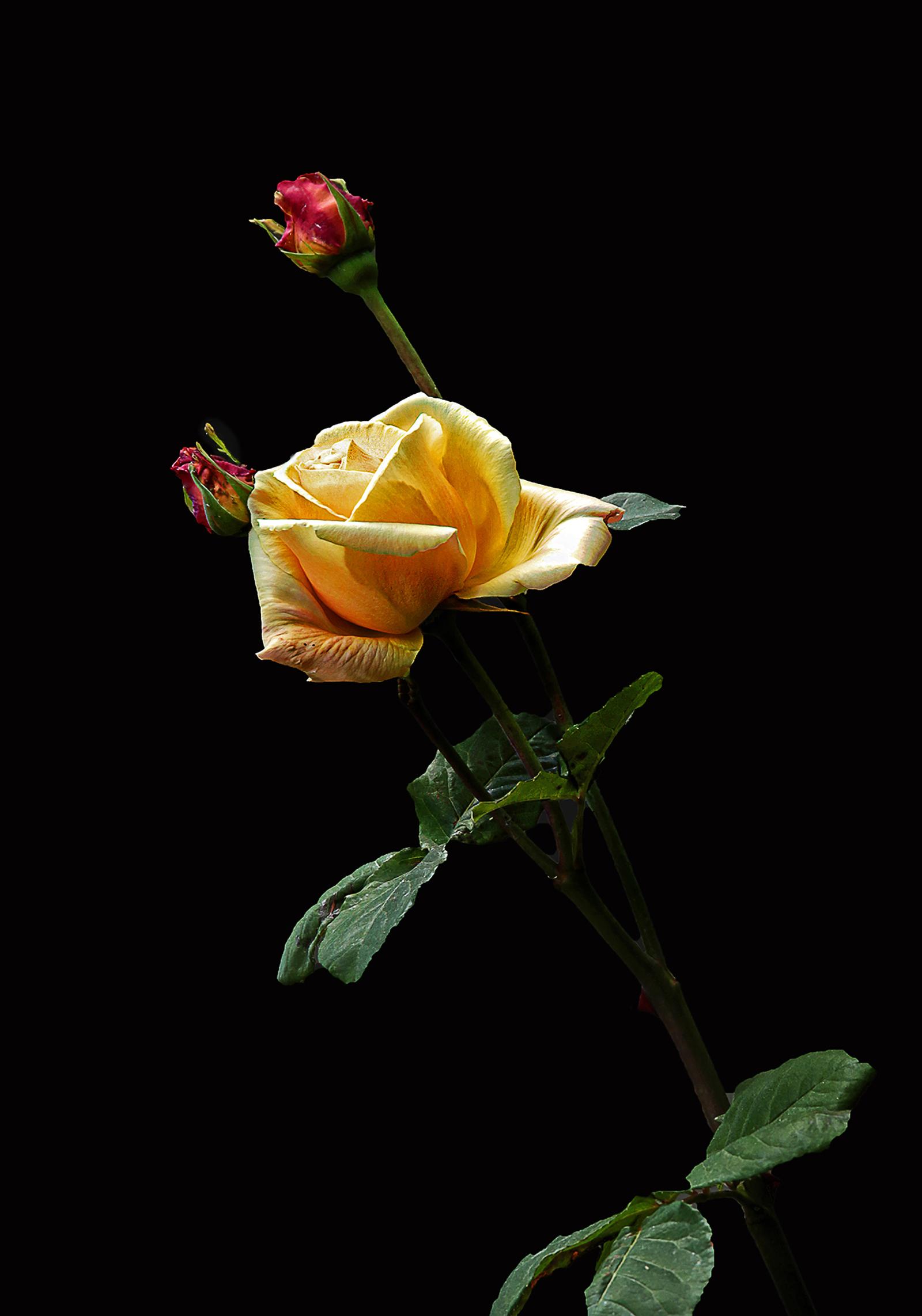 D.ROUVEL  3