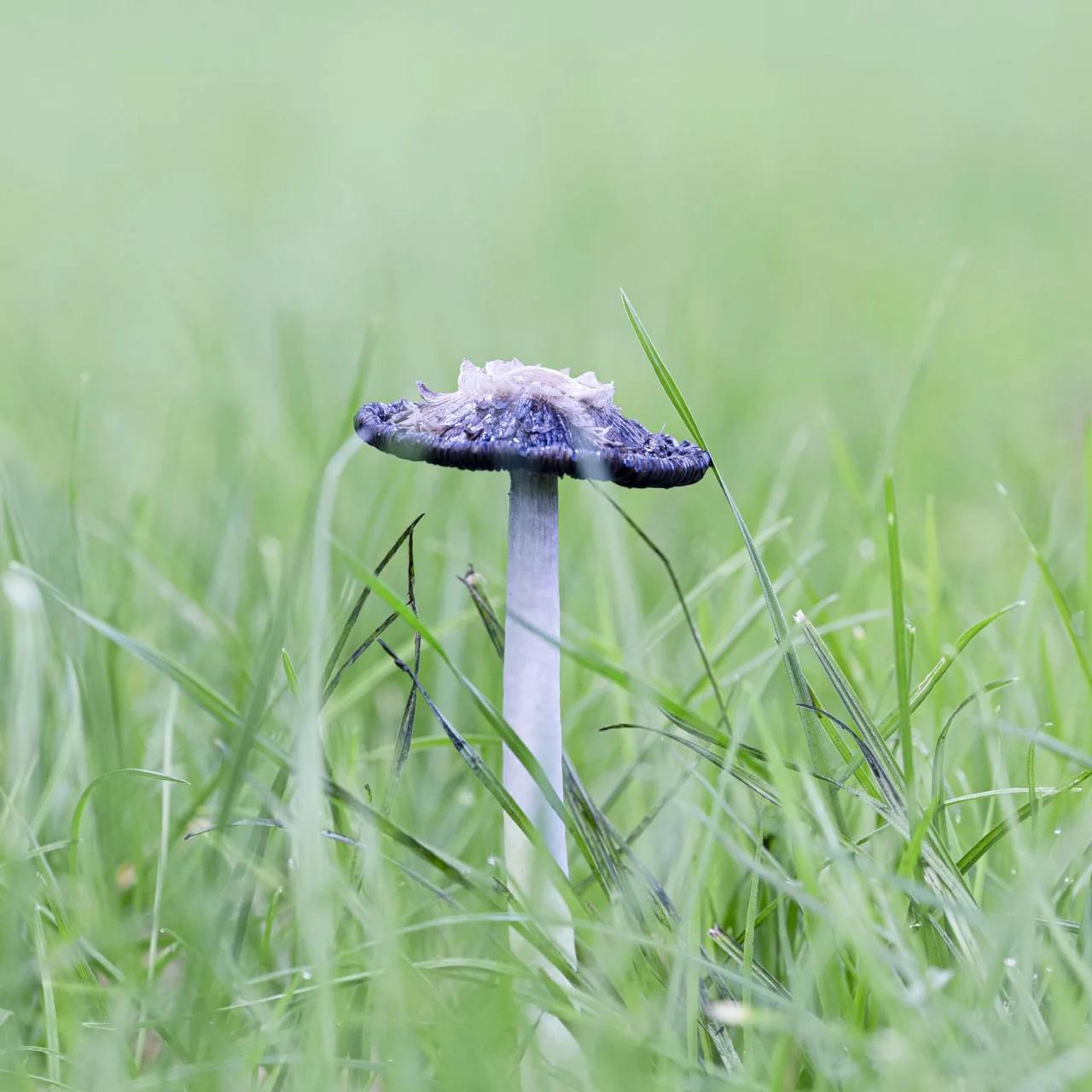 Défi N° 1 "Champignons" — photographie 16 (GPPR)