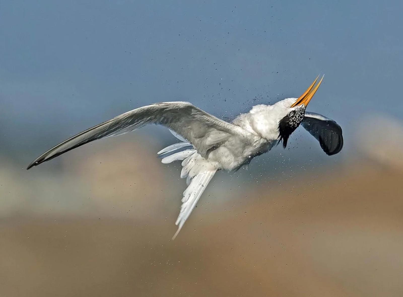 Photographie de Jean-Claude Fortor (8)