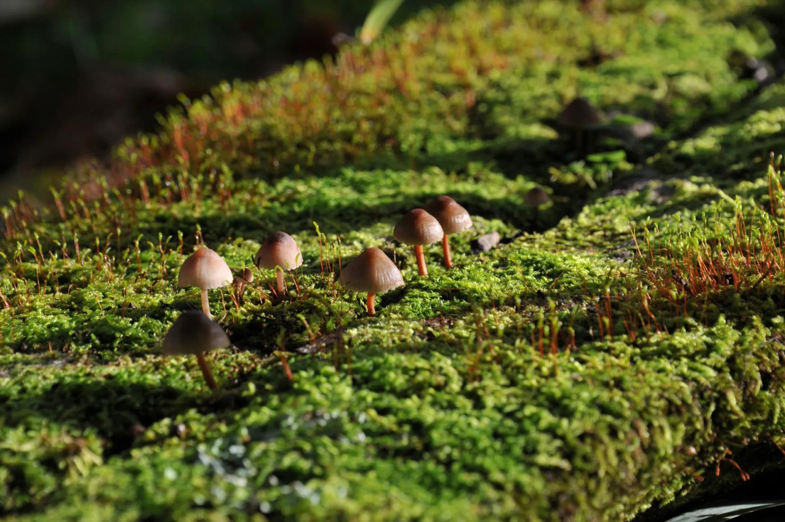 Défi N° 1 "Champignons" — photographie 17 (GPPR)