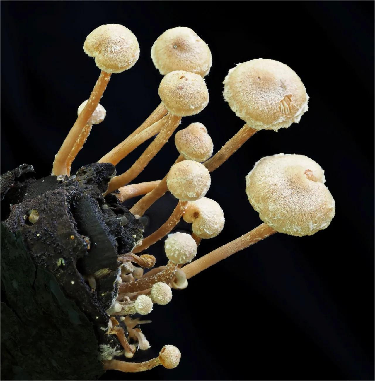 Défi N° 1 "Champignons" — photographie 3 (GPPR)