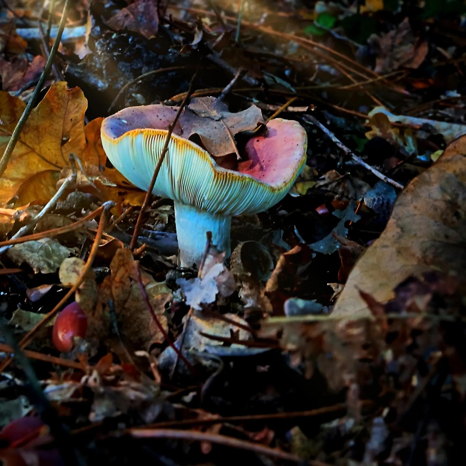 Défi N° 1 "Champignons" — photographie 36 (GPPR)