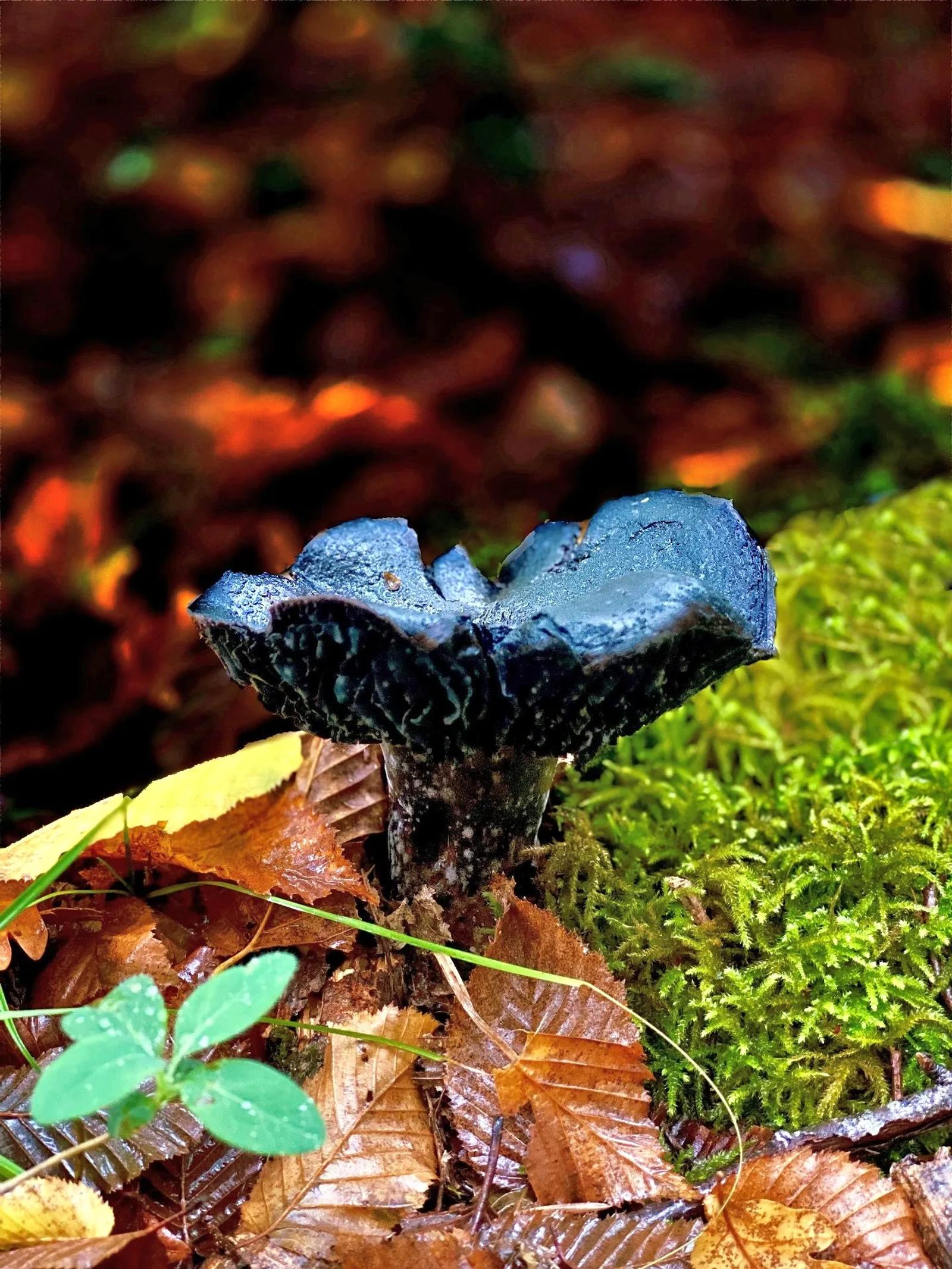 Défi N° 1 "Champignons" — photographie 34 (GPPR)