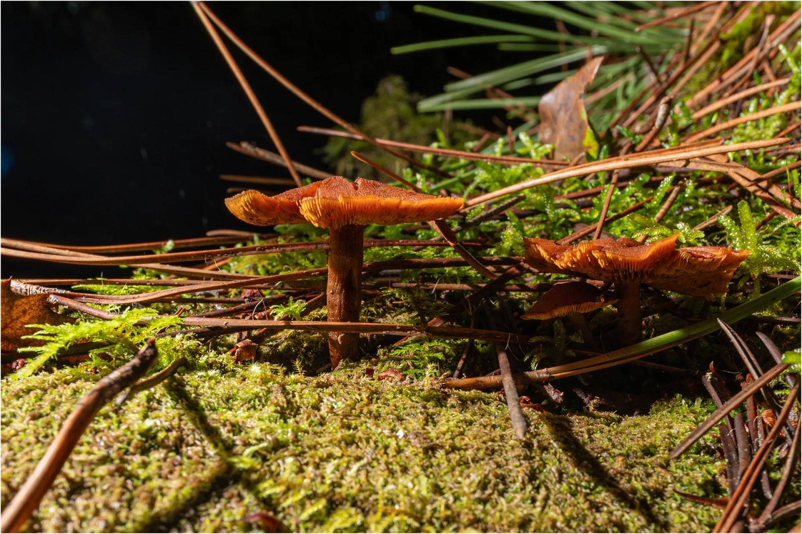 Défi N° 1 "Champignons" — photographie 33 (GPPR)