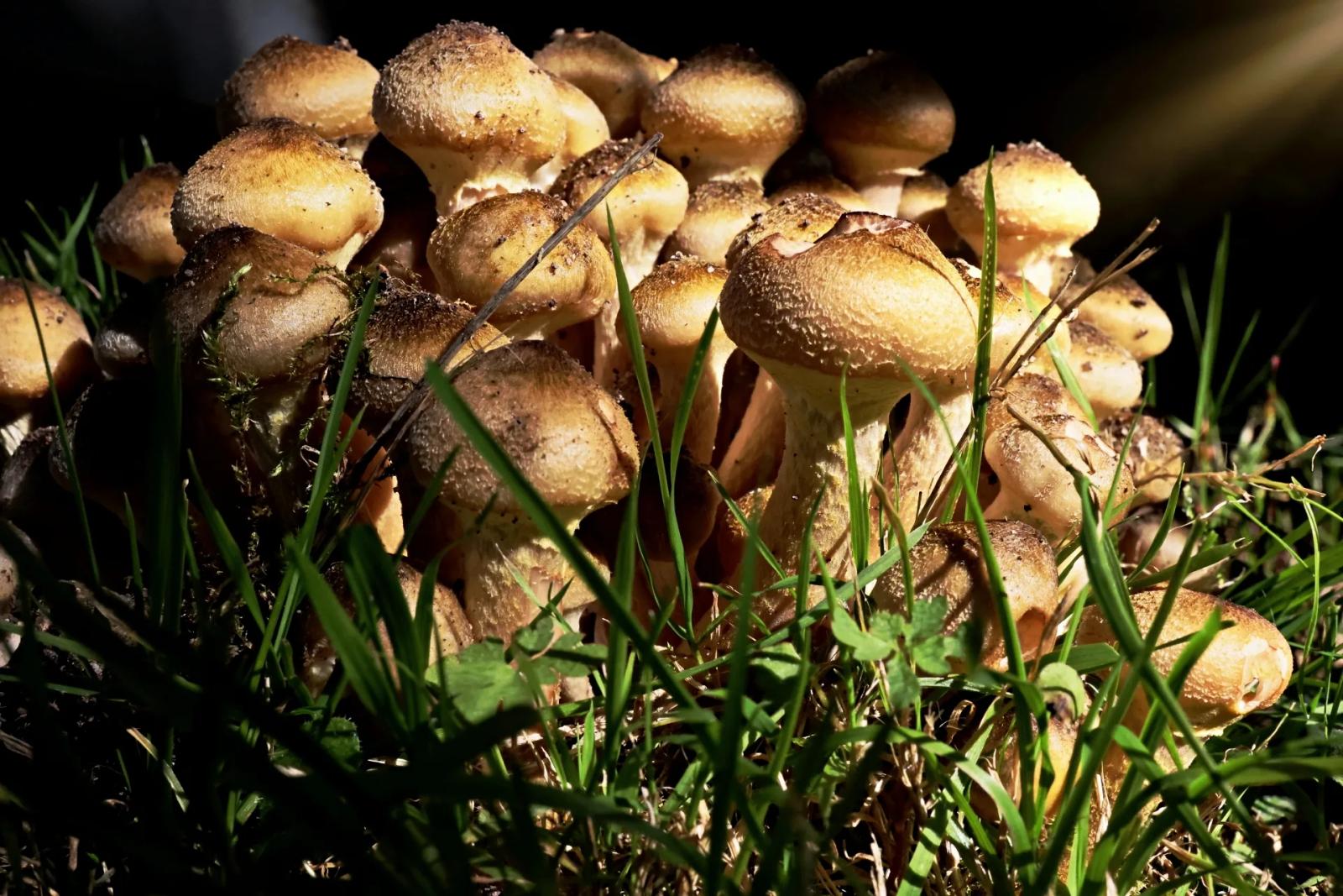 Défi N° 1 "Champignons" — photographie 37 (GPPR)