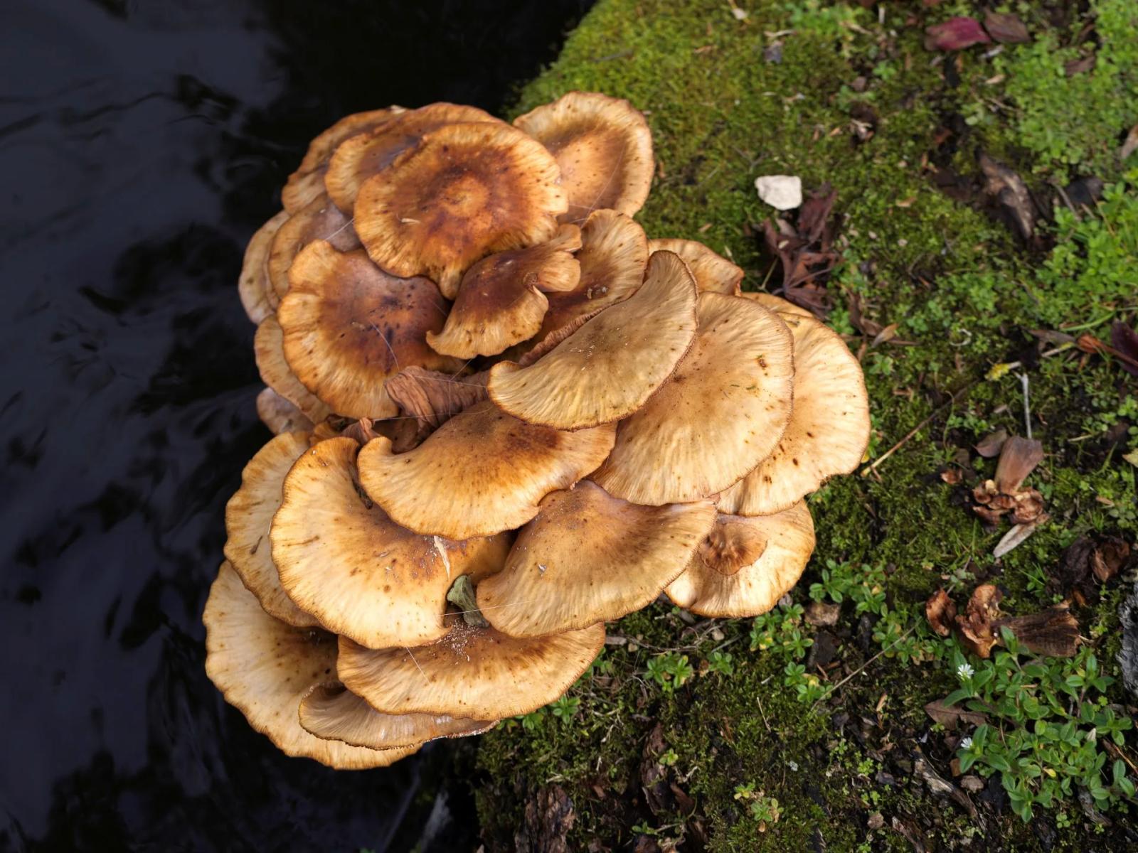 Défi N° 1 "Champignons" — photographie 25 (GPPR)