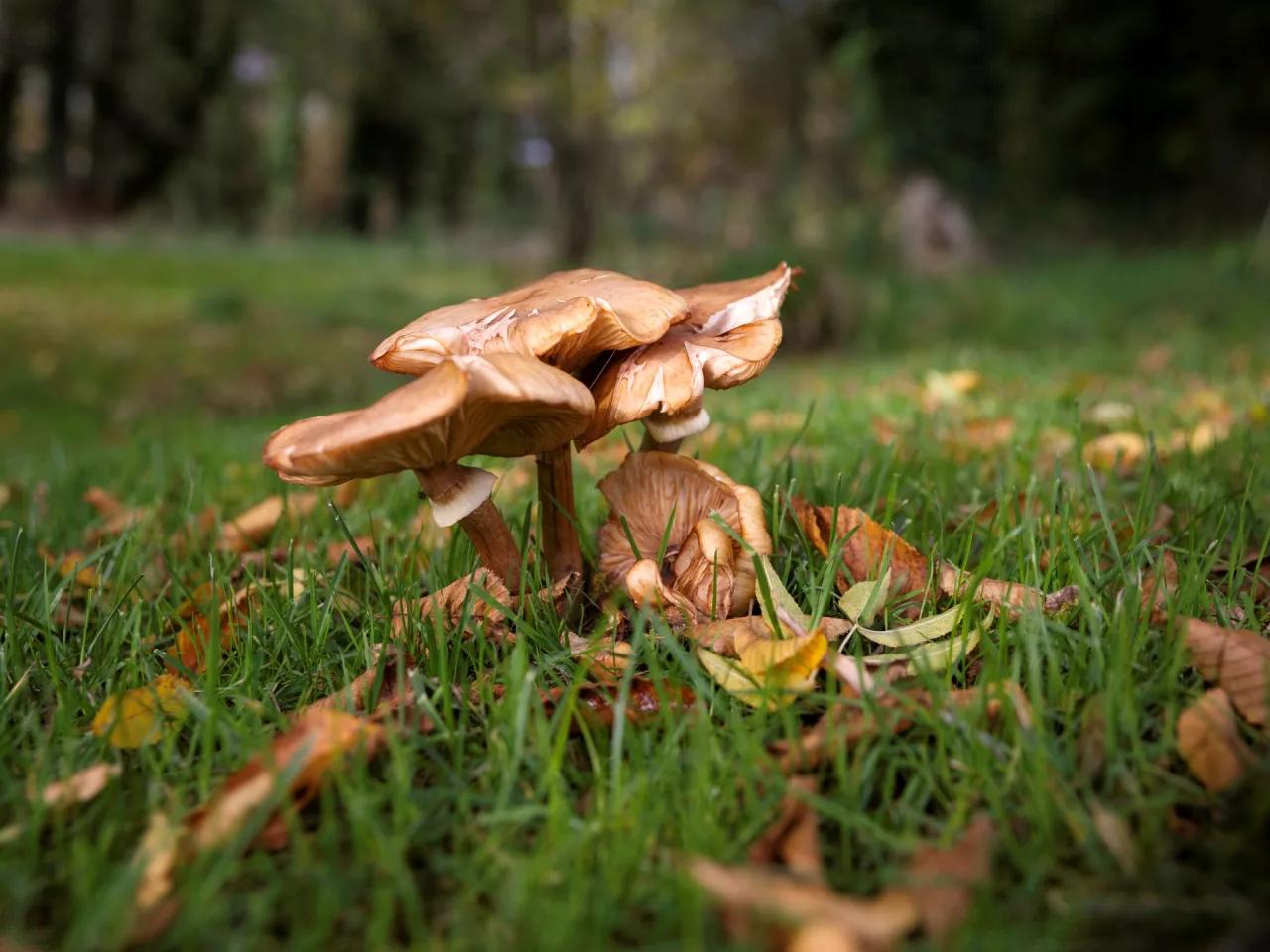 Défi N° 1 "Champignons" — photographie 13 (GPPR)