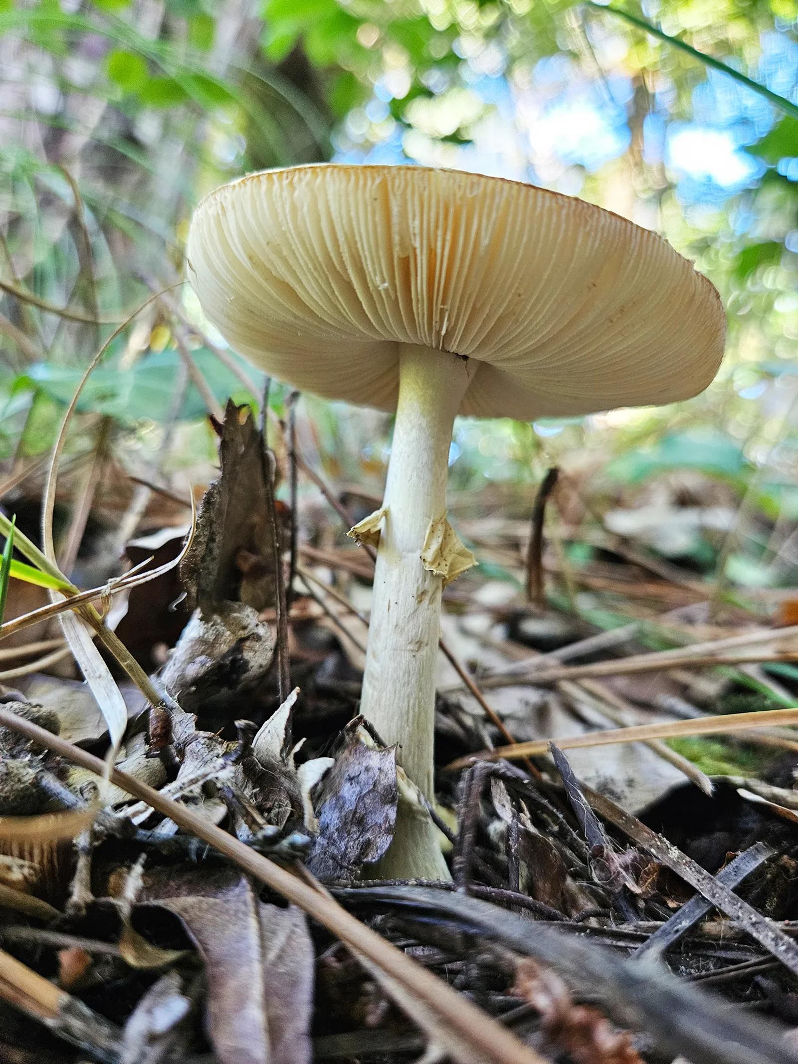 Défi N° 1 "Champignons" — photographie 19 (GPPR)