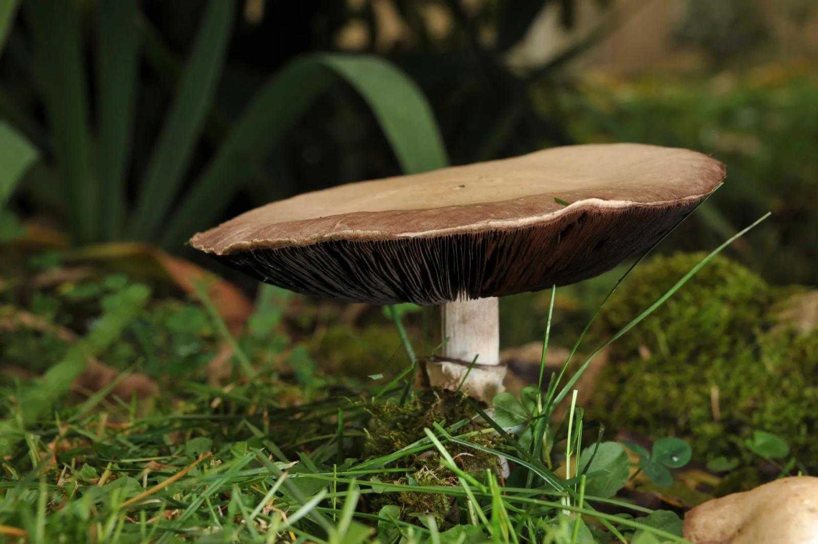 Défi N° 1 "Champignons" — photographie 31 (GPPR)