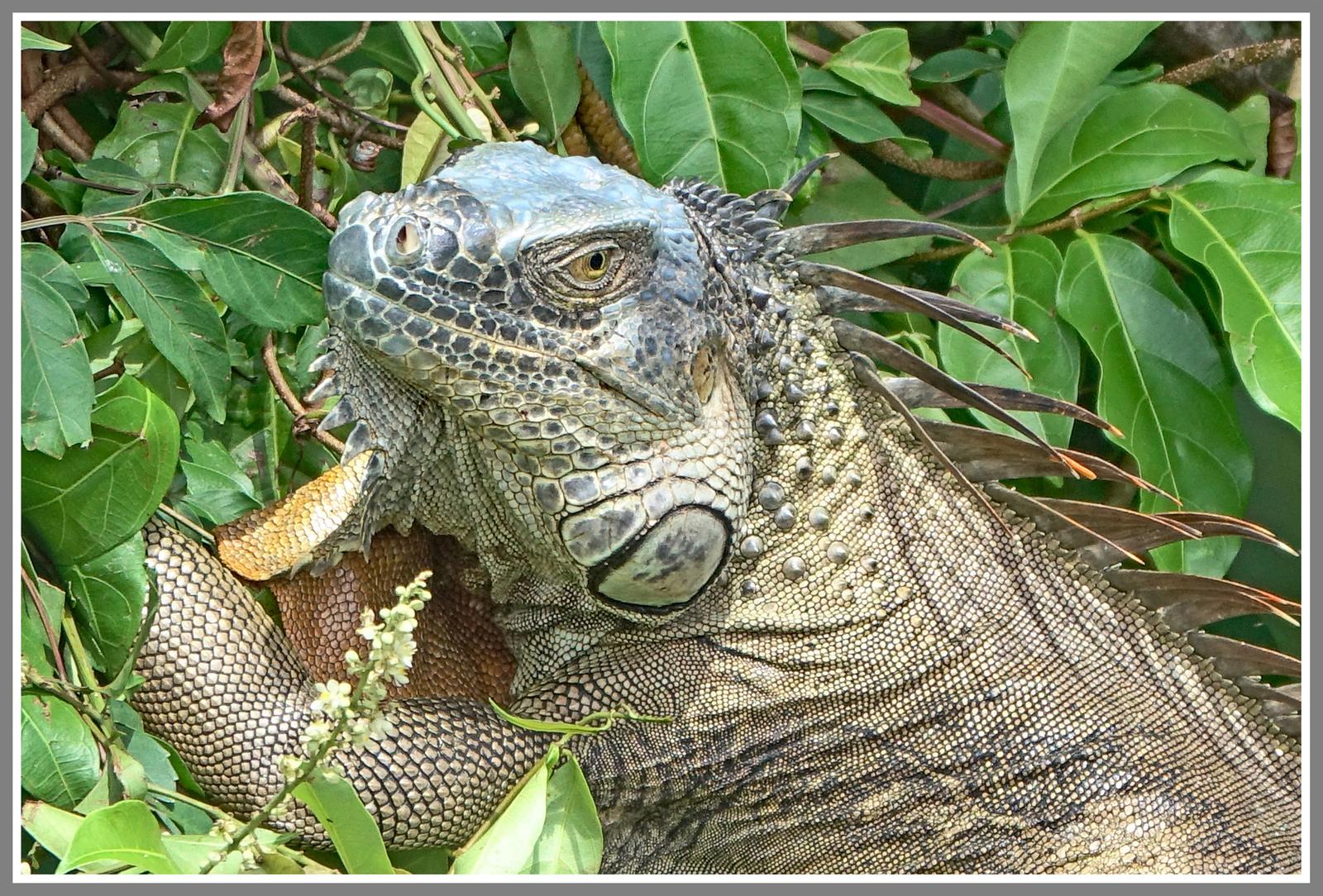 Iguane