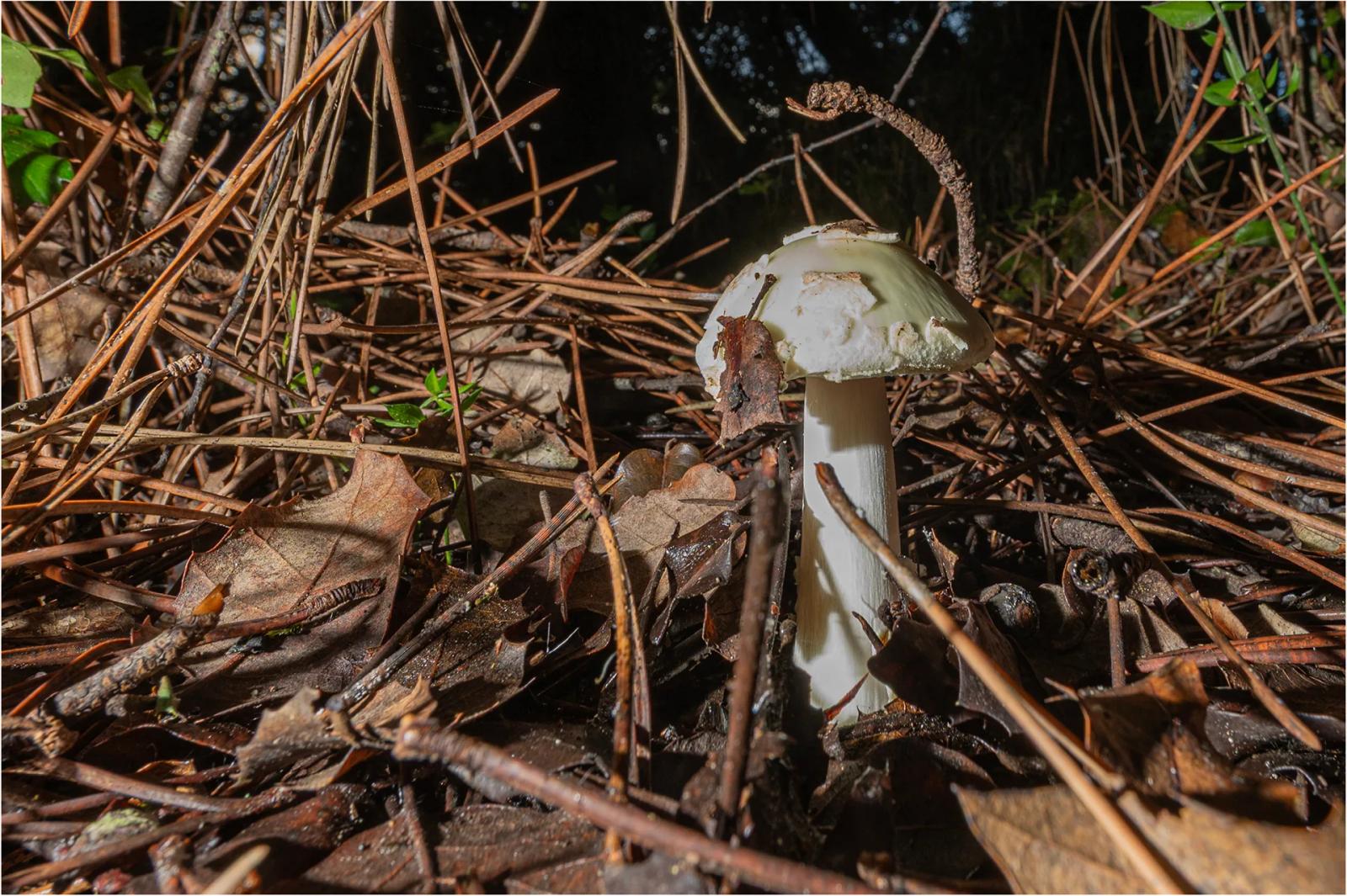 Défi N° 1 "Champignons" — photographie 45 (GPPR)