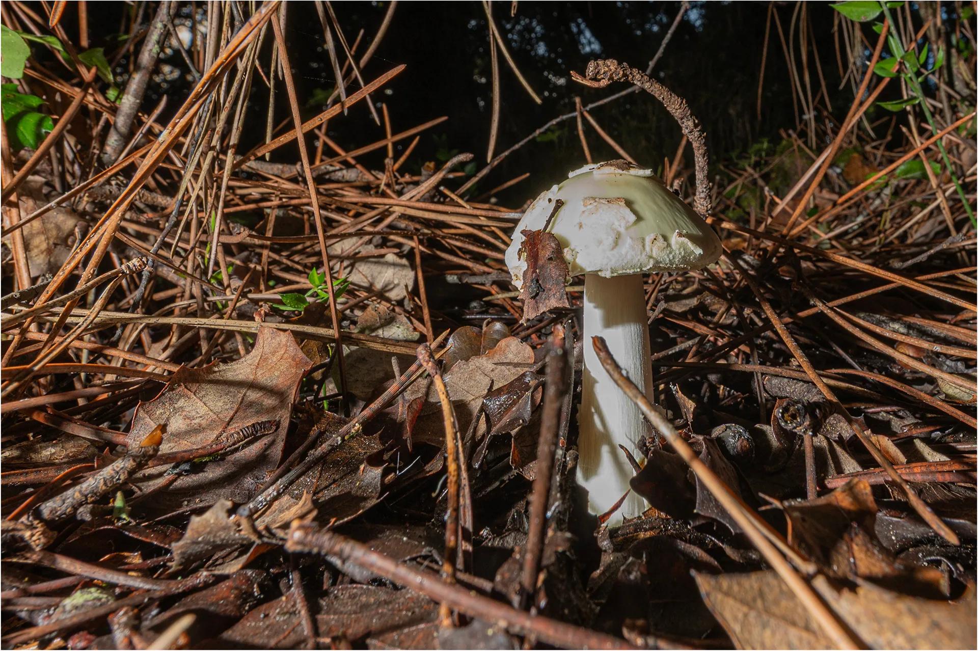 Défi N° 1 "Champignons" — photographie 45 (GPPR)
