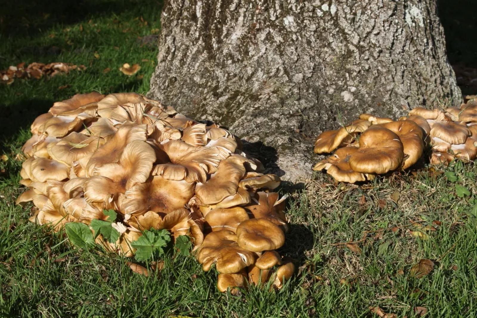 Défi N° 1 "Champignons" — photographie 52 (GPPR)