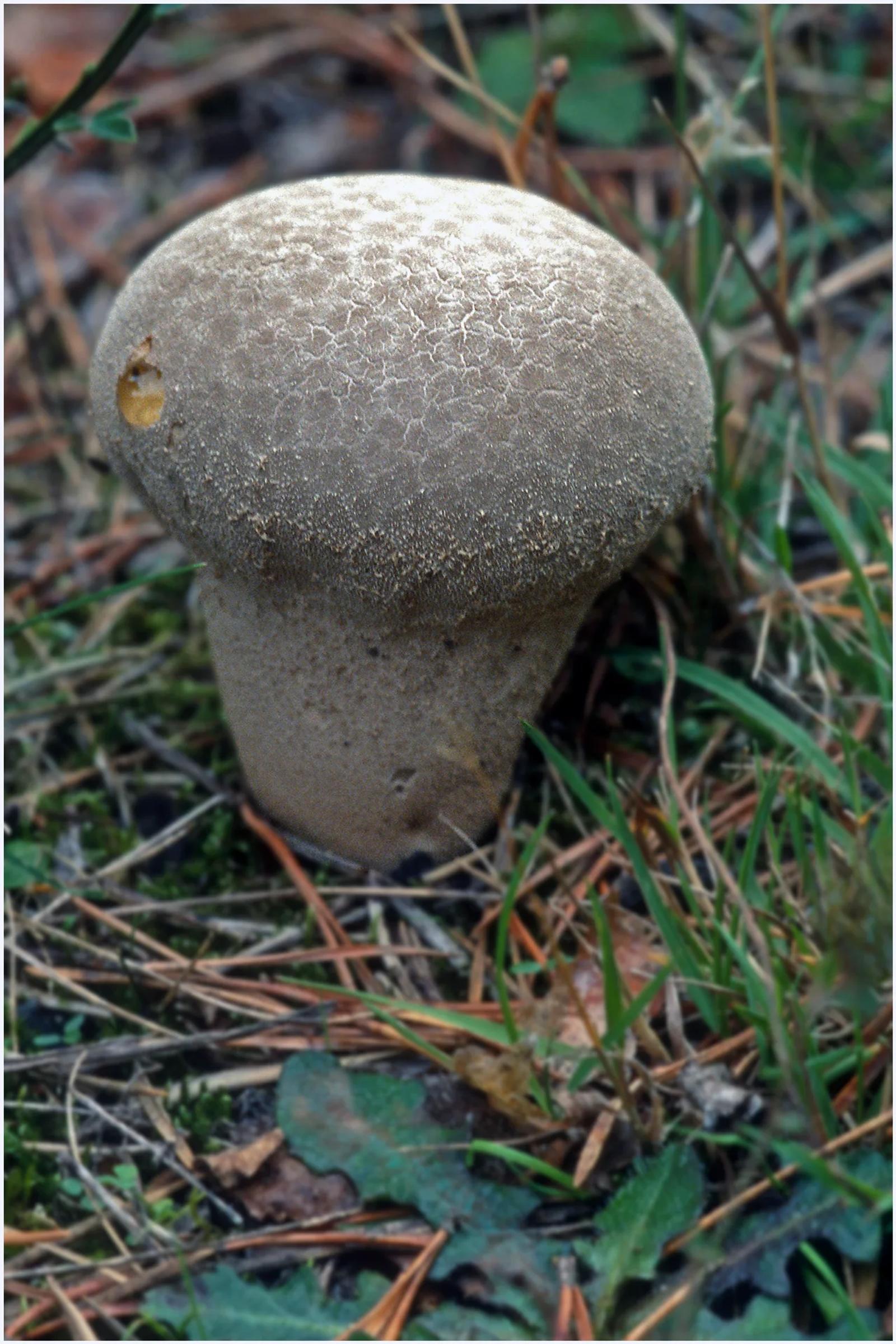 Défi N° 1 "Champignons" — photographie 48 (GPPR)