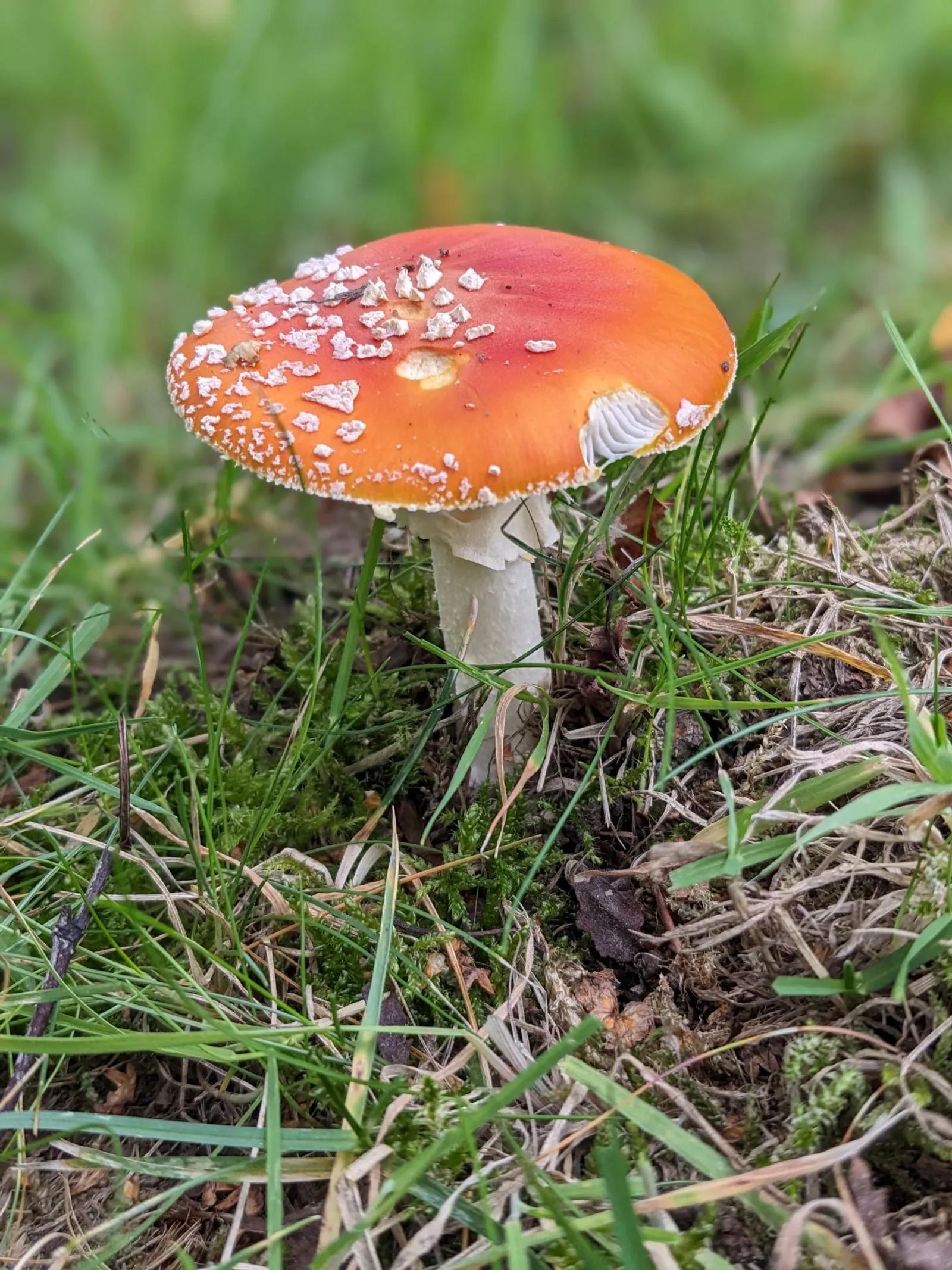 Défi N° 1 "Champignons" — photographie 24 (GPPR)
