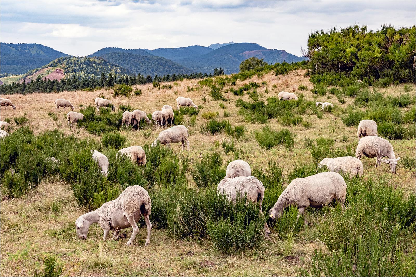 Auvergne  (3)
