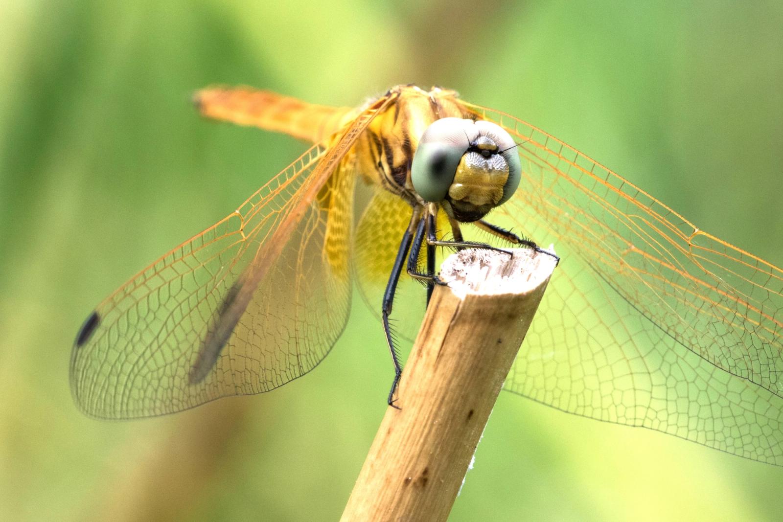 Photographie de Eric Desvergnes